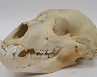 Animal Skull - Possibly Bear