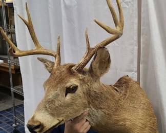 10 Pt. Buck Shoulder Mount Taxidermy