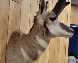 Baja Pronghorn Shoulder Mount Taxidermy