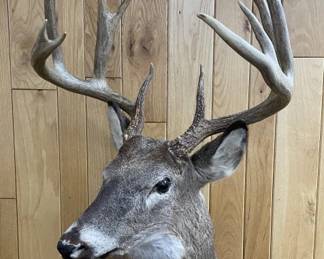 10 Point White Tail Deer Taxidermy Shoulder Mount