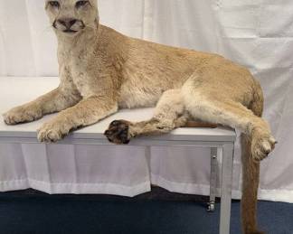 Full Lounging Body Mountain Lion Taxidermy