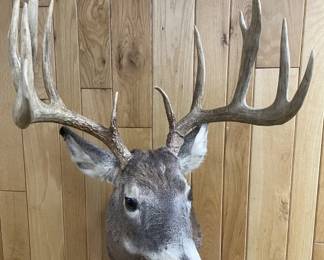 11 Point White Tail Deer Taxidermy Shoulder Mount