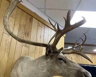 Large Caribou Taxidermy Shoulder Mount