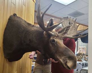 Large Moose Shoulder Mount Taxidermy