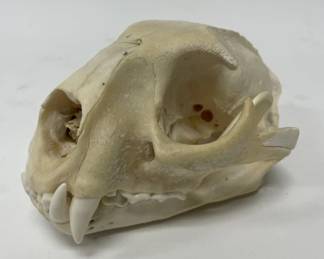 Small Vintage Bear Skull