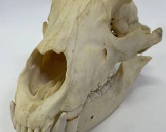 Vintage Bear Skull