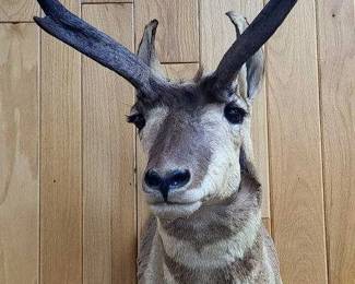 Baja Pronghorn Shoulder Mount Taxidermy