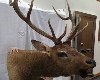Large Elk Head Turned Shoulder Mount Taxidermy