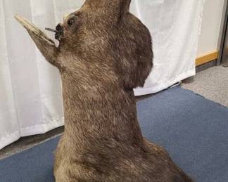 Bull Moose Shoulder Mount Taxidermy No Antlers