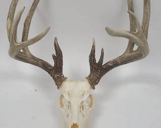 12 Point Deer Antlers and Skull
