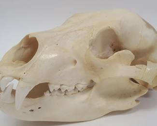 Vintage Bear Skull