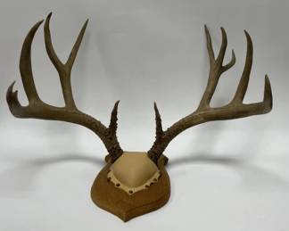11 Point Deer Antlers Mounted on Wooden Plaque