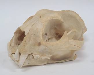 Vintage Animal Skull - Possibly Feline