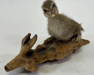 Baby Duck Taxidermy on Driftwood