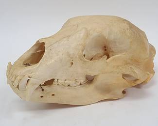 Vintage Bear Skull