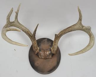 8 Point Deer Antler Mounted on Board