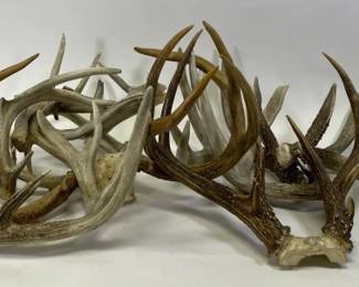 Group of Loose Dear Antlers