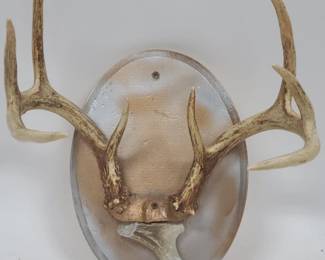 8 Point Deer Antler on Board