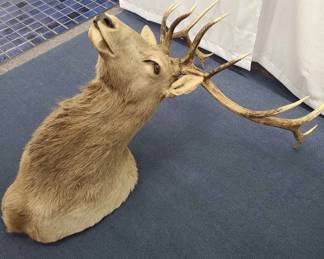 12-Point Elk Shoulder Mount Taxidermy