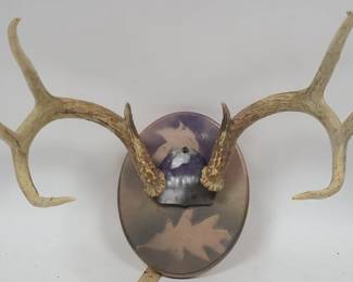 8 Point Deer Antler on Painted Board