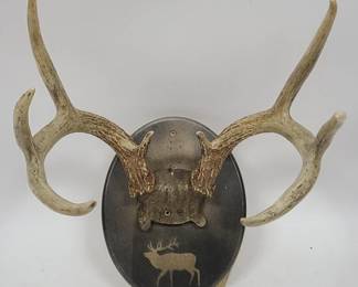 Mounted Deer Antlers on Painted Board