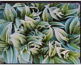 2073
Christopher Burkett
b. 1951
"Green Veratrum, Alaska 1993" 2004
Cibachrome print on paper
Edition: Print #218
Signed in pencil on the overmat: Christopher Burkett; Signed again, titled, dated, and inscribed with the year printed and print number in pencil, on the verso of sheet
Image/Sheet: 20" H x 24" W
Estimate: $1,000 - $1,500