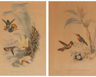 2124
John Gould (1804-1881) & H.C. Richter (1821-1902)
Two works:

"Clytolaema Aurescens"
Lithograph with hand-coloring on paper
Unsigned; Hullmandel and Walton imp.
Sight: 15.5" H x 12" W

"Chrysuronia Eliclae"
Lithograph with hand-coloring on paper
Unsigned; Hullmandel and Walton imp.
Sight: 15.5" H x 12" W

2 pieces
Estimate: $200 - $400