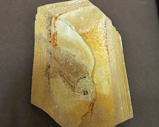 Fish Fossil 