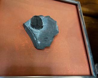 Marine Trilobite Fossil 