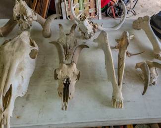 Animal bones