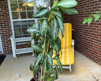 #142	Tropical Green Plant in Plastic Red Pot - 52" tall	 $30.00 			

