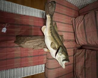 RD55 - $50. "Old Big"  Taxidermy Bass Fish. Good Vintage Condition. 