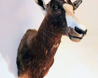 Blesbok