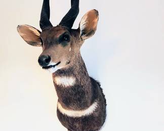 Bushbuck