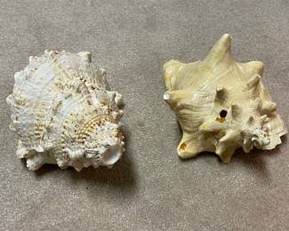 Large Seashells