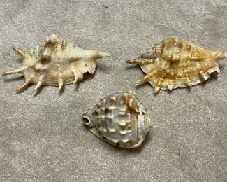 Small Seashells
