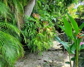 Huge Stag Horn over 50 years old!