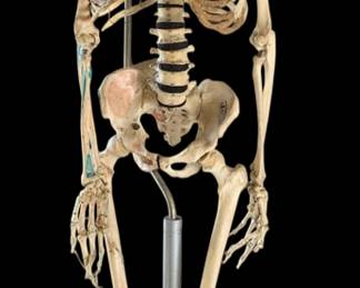 Adult Human Skeleton : Adam Rouilly London tag with wheeled base 