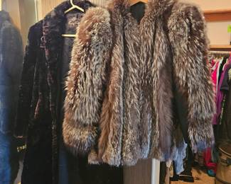 $60 Short fur, $30 Dark fur