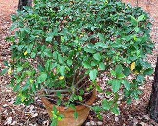 "Huntcliff Showpieces" in Aiken, SC. Closing Tues 9/26 at 8pm. Pickup is Thu 9/28 from 2-6pm. Please click here to view more photos, descriptions, and current bids:&nbsp;https://ctbids.com/estate-sale/24336