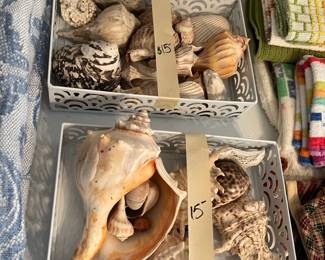 sea shells
