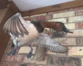 Taxidermy Ducks