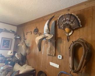 Taxidermy Ducks, Geese, Turkey and Prints of Wildlife