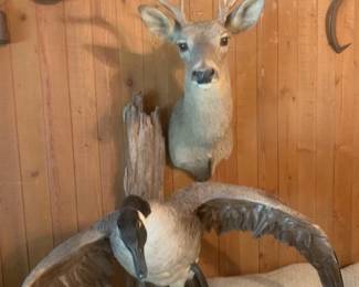 Canadian Goose landing and So many outdoors relics