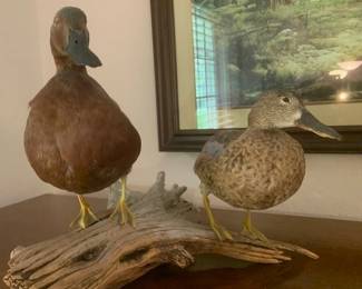 Male and Female Taxidermy ducks