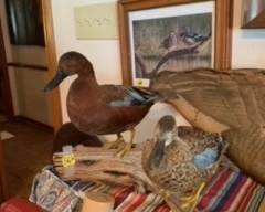 Taxidermy Ducks male/female pair