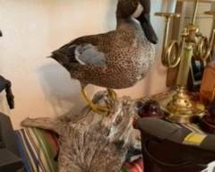 Taxidermy and Brass Lamps and Decor