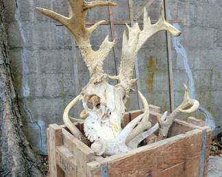 Nice Old Wood Box & Antlers
