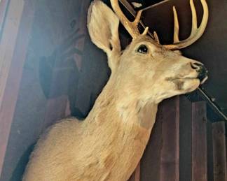 Vintage Deer Mount - Taxidermy