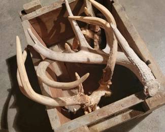 Nice Old Wood Box of Antlers